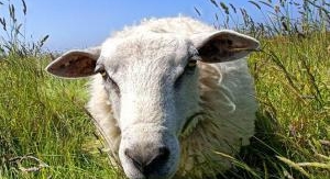 Échappées belles - Le Finistère gourmand