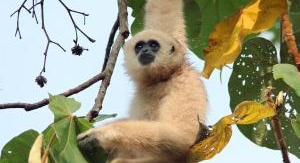 Thaïlande sauvage - Au coeur des forêts