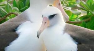 Règne animal, les jeux de l'amour OU Eurofoot fémi...