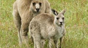 Règne animal, les jeux de l'amour OU Devenir bleue...