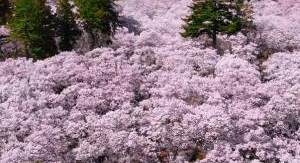 Japon un nouveau monde sauvage