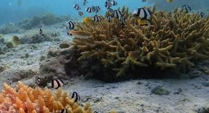 L'avenir de la grande barrière de corail