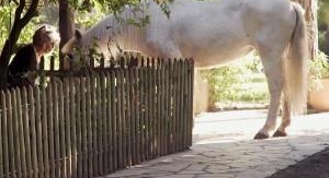 Brigitte Bardot, le serment fait aux animaux