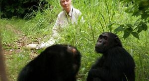 Jane Goodall et les chimpanzés de Tchimpounga - Le...