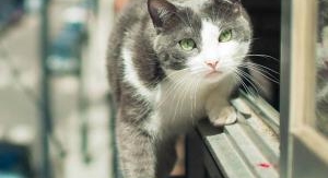 La vie secrète des chats - Les chats champions de ...