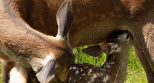 Bambi, l'histoire d'une vie dans les bois