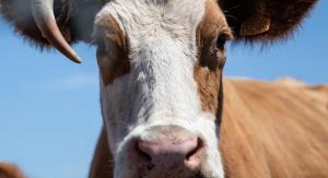 L'amour est dans le pré - 20 ans - Émission 1 (1/2...