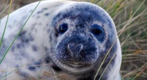 Histoires de phoques : entre terre et mer