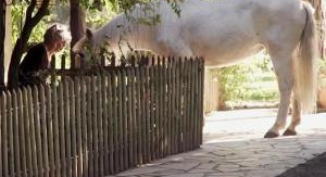 Brigitte Bardot, le serment fait aux animaux