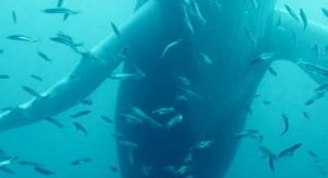 Le trésor de l'île de Terre-Neuve