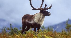 Bestiaire de Noël - Entre le renne et l'âne gris