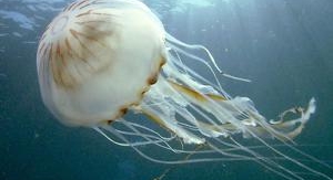 Méduses - Les souveraines des océans
