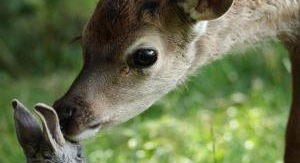Bambi, l'histoire d'une vie dans les bois