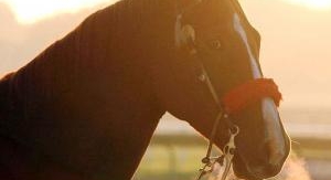 Équitation : Grand Prix d'Orléans