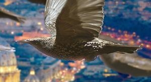 Étrange vidéo - Oiseaux kamikazes