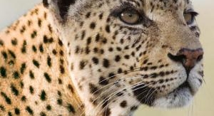 Dynastie de léopards - La guerre du trône