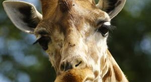 Une saison au zoo - Épisode 41