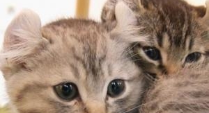 La vie secrète des chats - La langue du chat