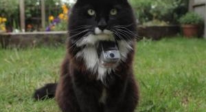 La vie secrète des chats - Du chat des villes au c...