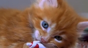 Chiots et chatons, 3 mois...