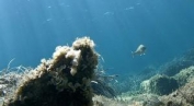 Tr&eacute;sors sous les mers - L...