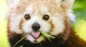 100 jours au zoo du Pal